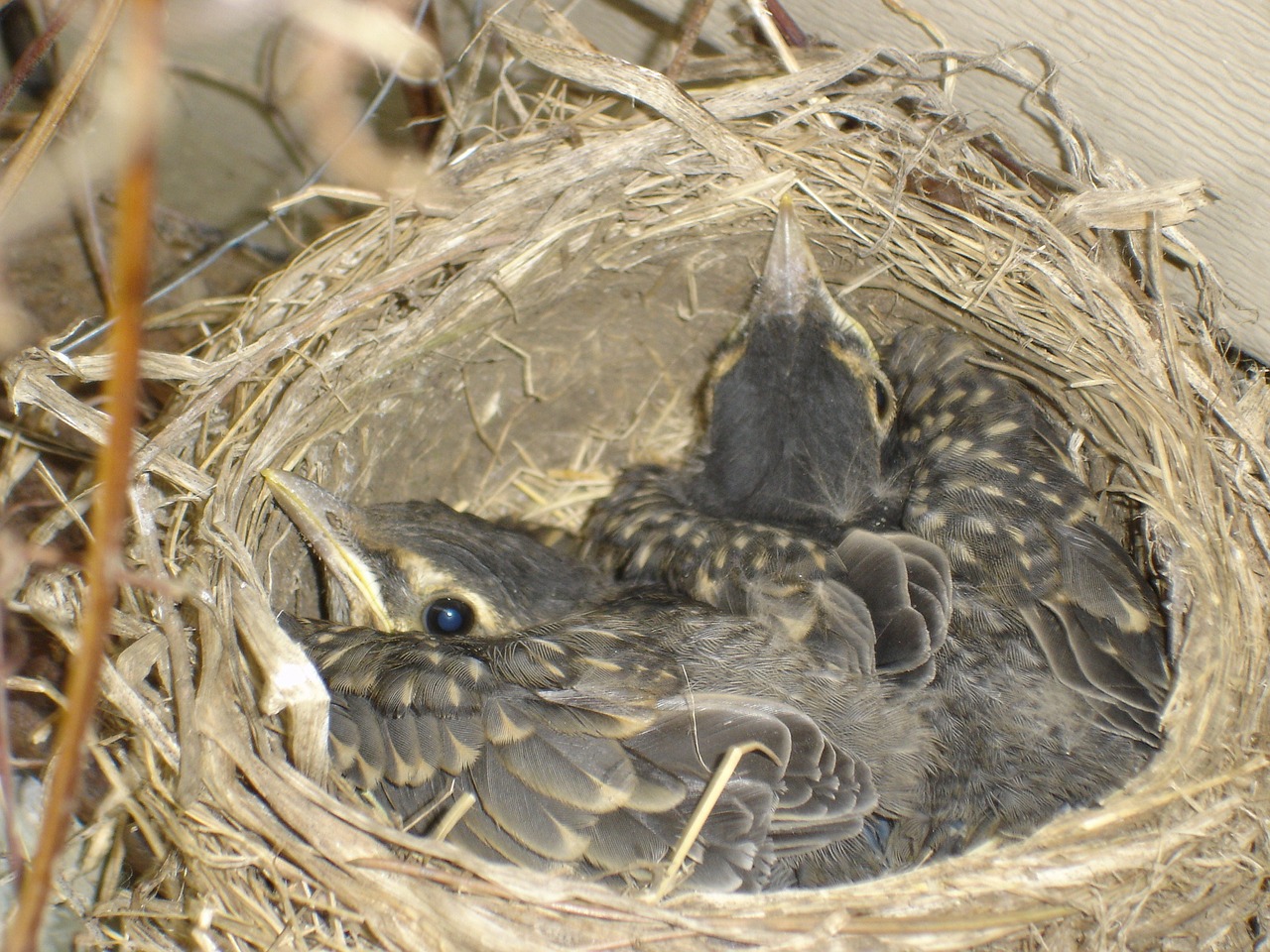 robins nest bird free photo