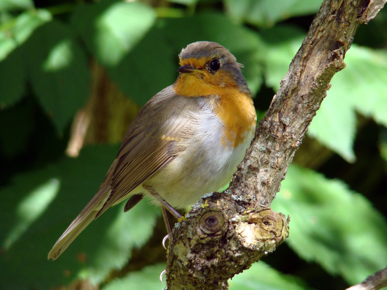 robins bird garden free photo