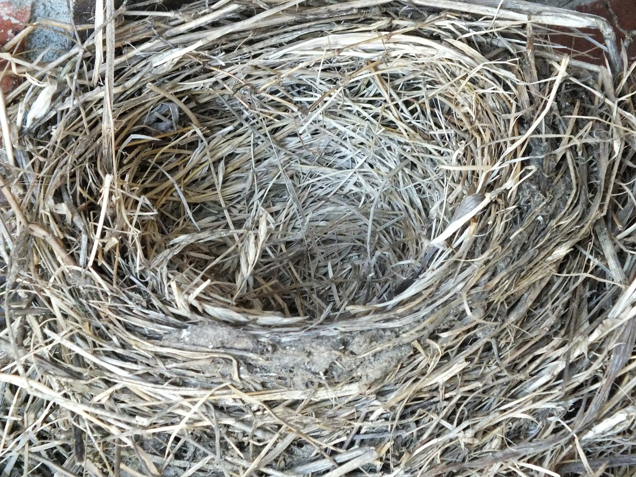 robin's nest nest empty free photo