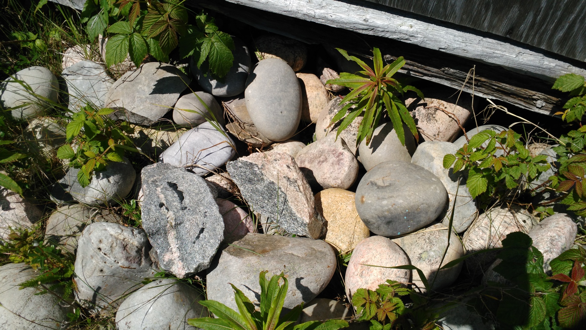 stones native plants stone free photo