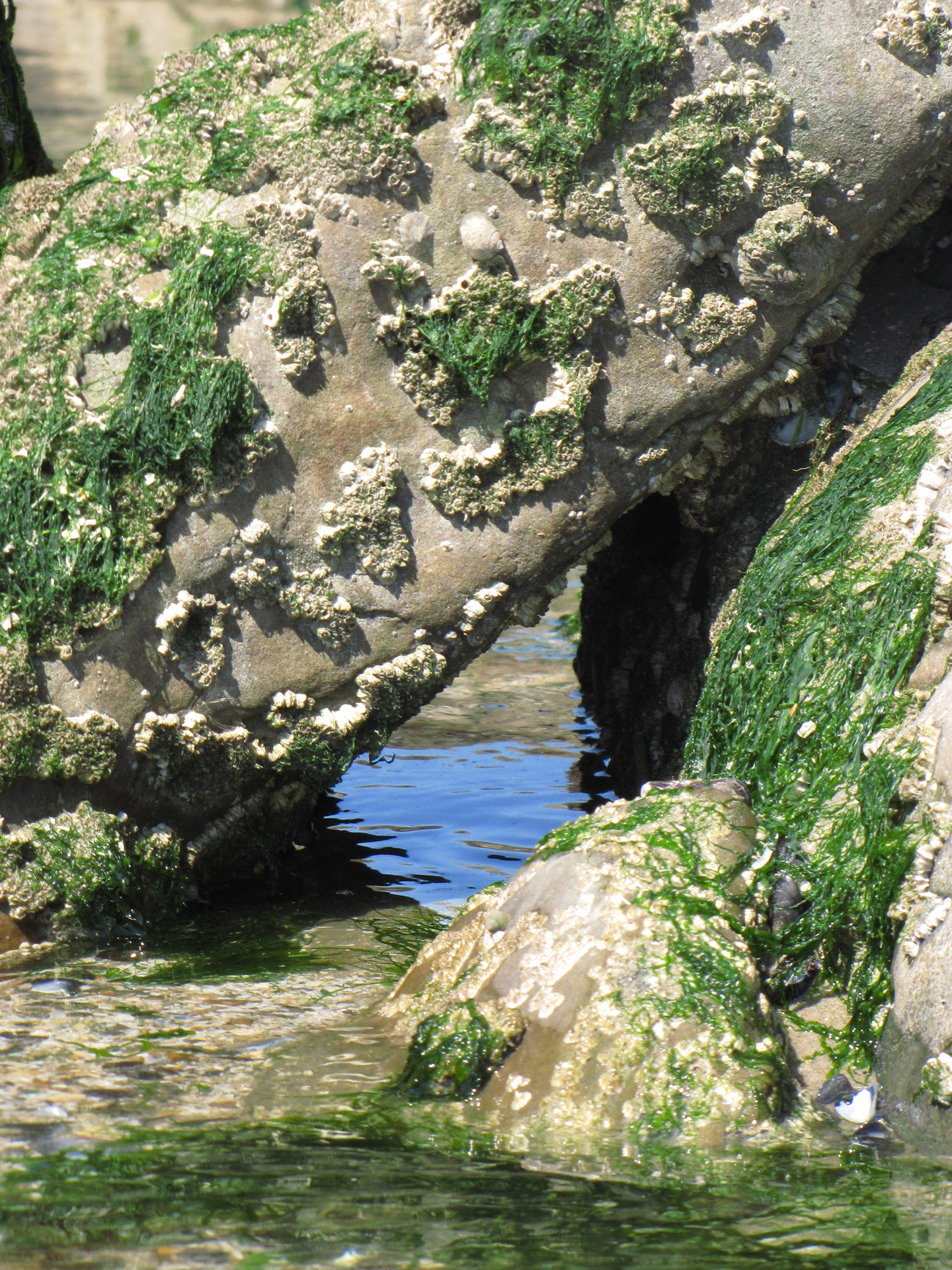 beach rock water free photo