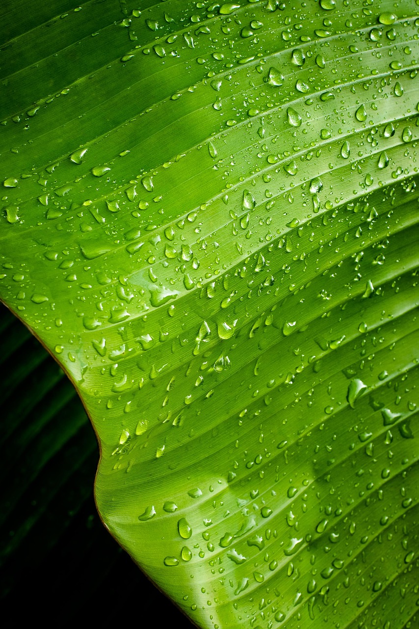 rocio green leaf free photo