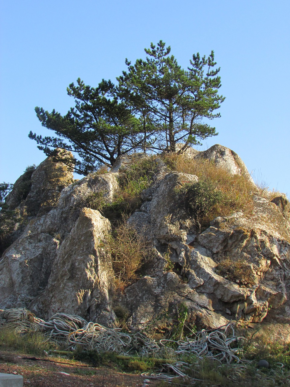 rock pine beach free photo