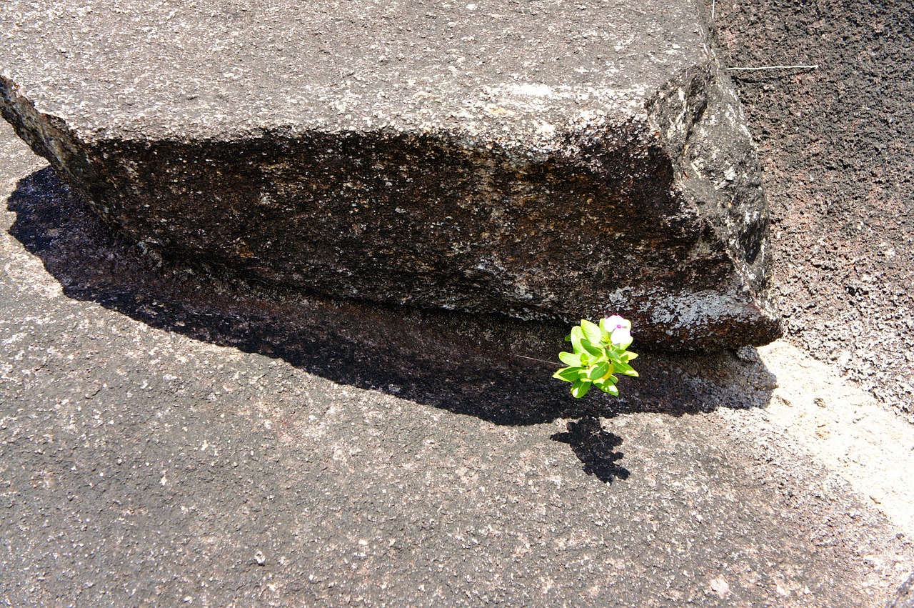 rock plant live free photo