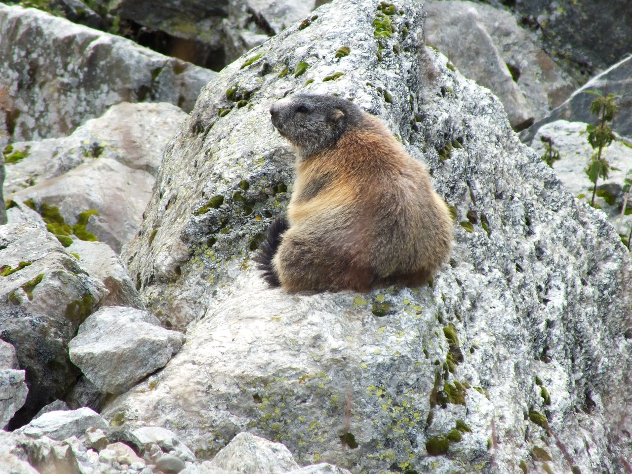 marmot rock switzerland free photo