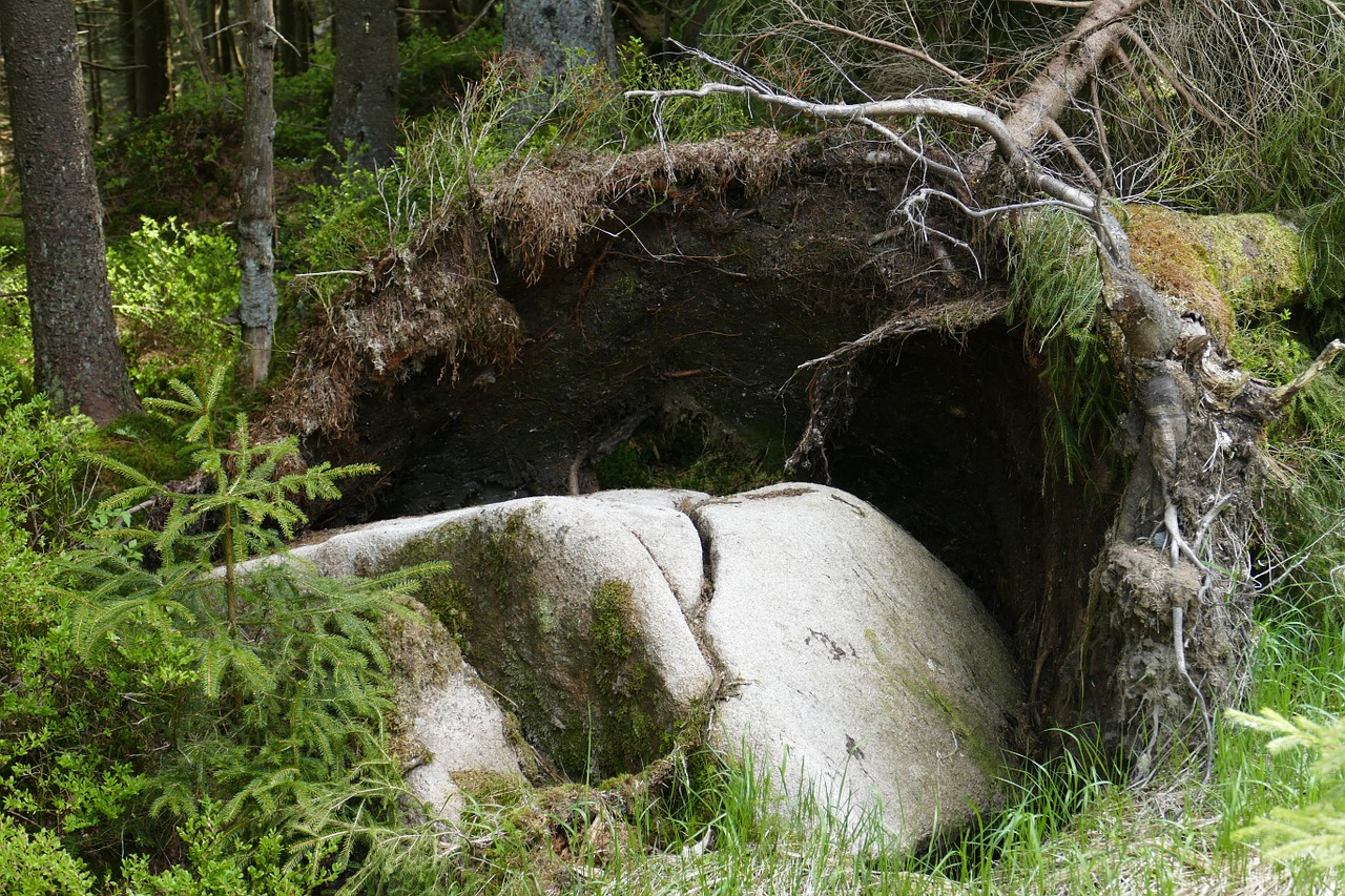 rock tree root free photo