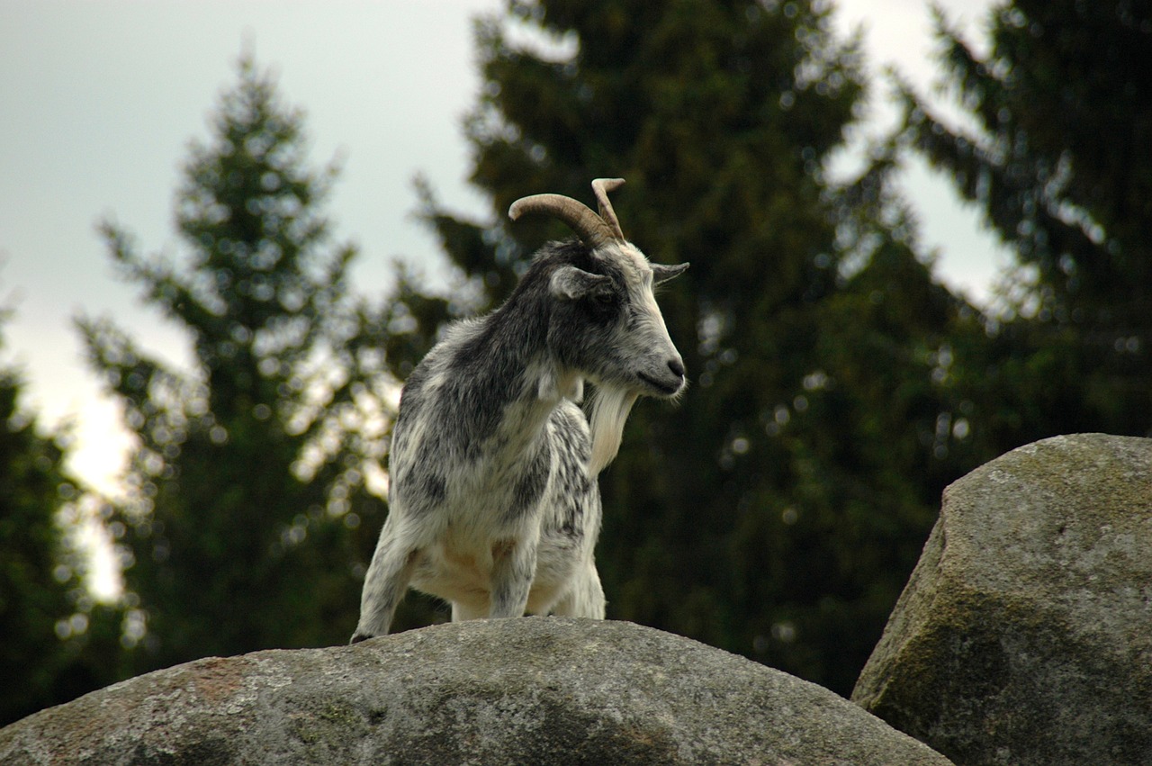 rock stones mountain goat free photo