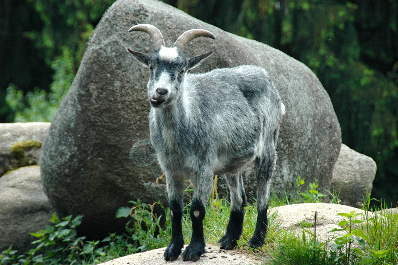 rock stones mountain goat free photo
