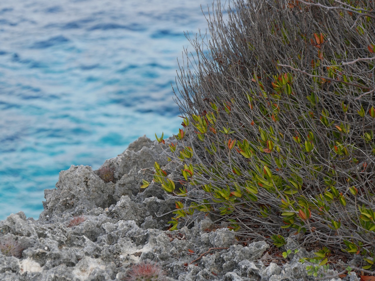 rock plant sea free photo