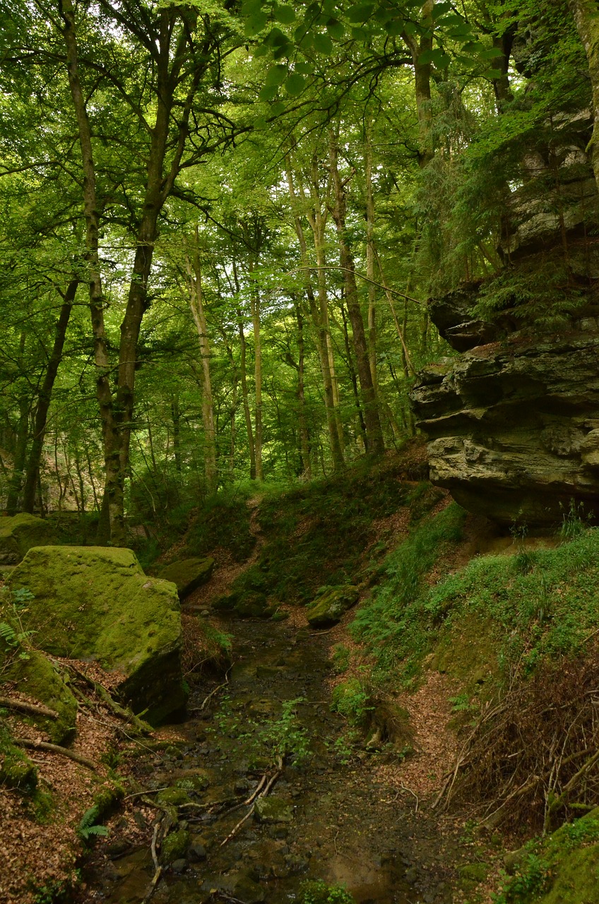 rock forest dark free photo