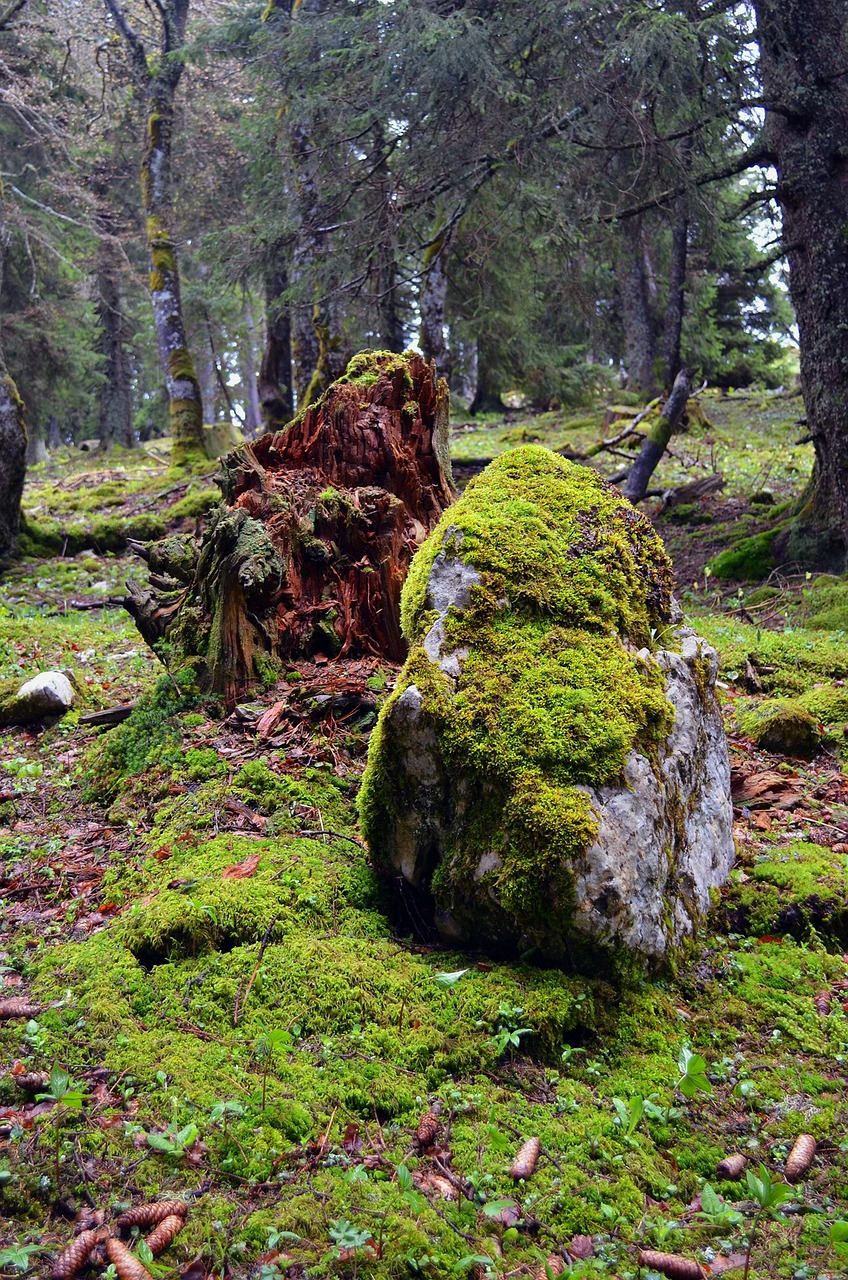 rock forest autumn free photo