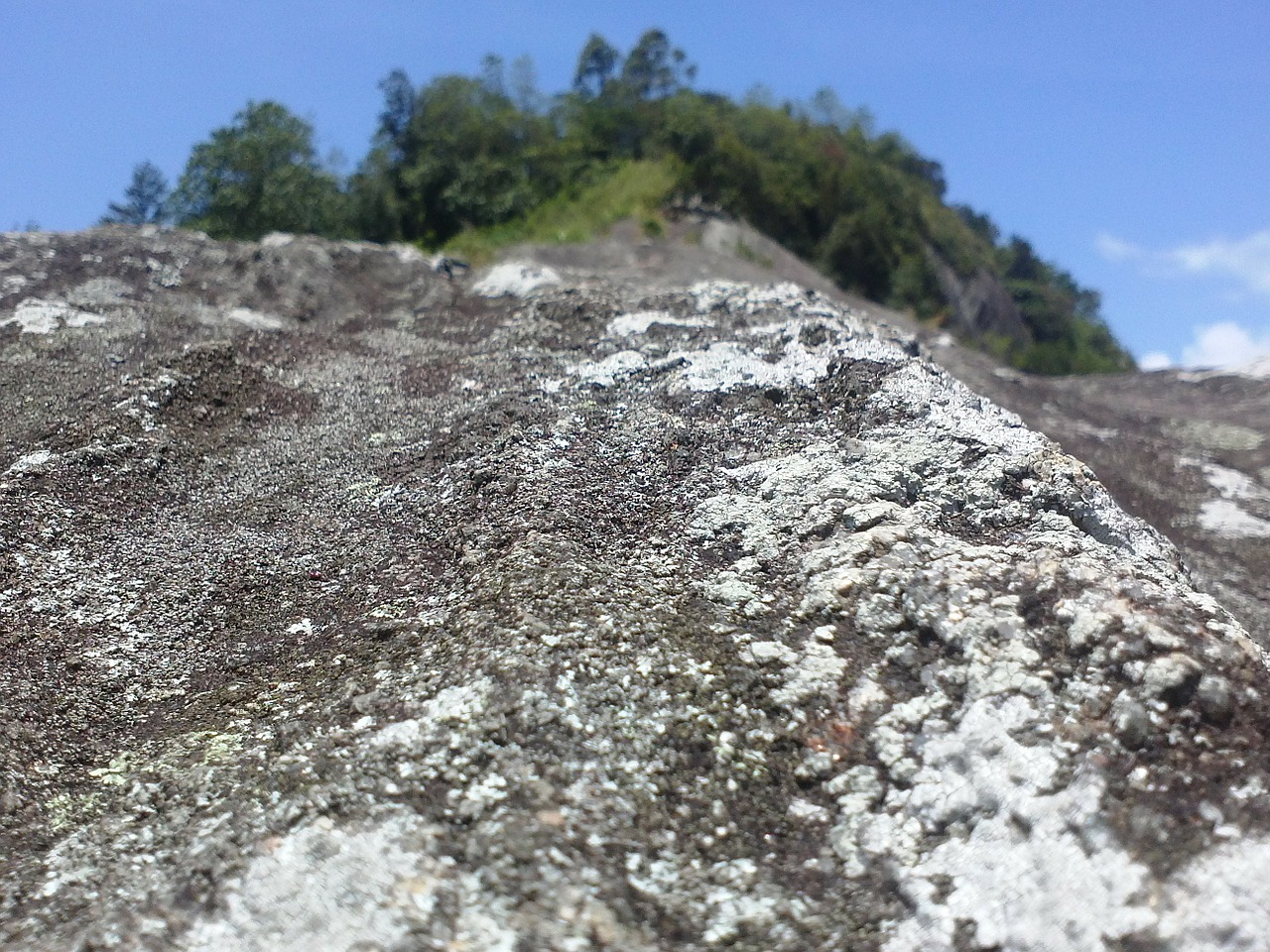 rock sri lanka fungus on rock free photo