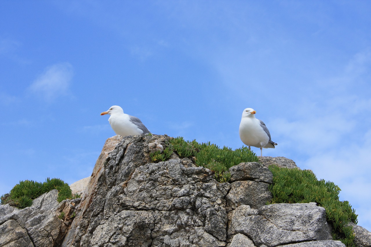 rock gulls bird free photo