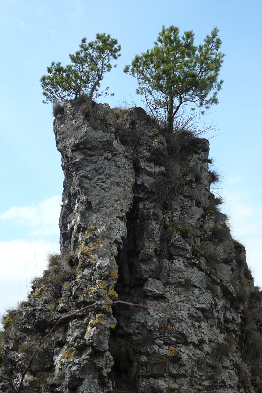 rock pine cliff free photo
