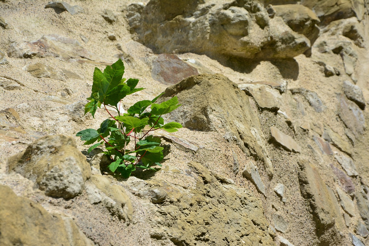rock wall plant free photo