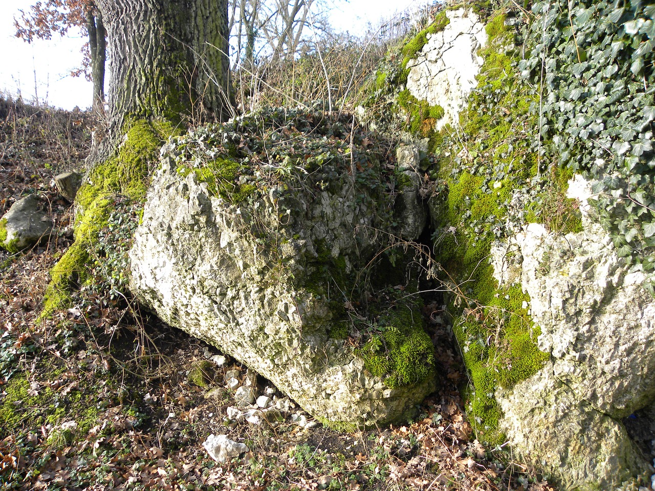 rock moss nature free photo