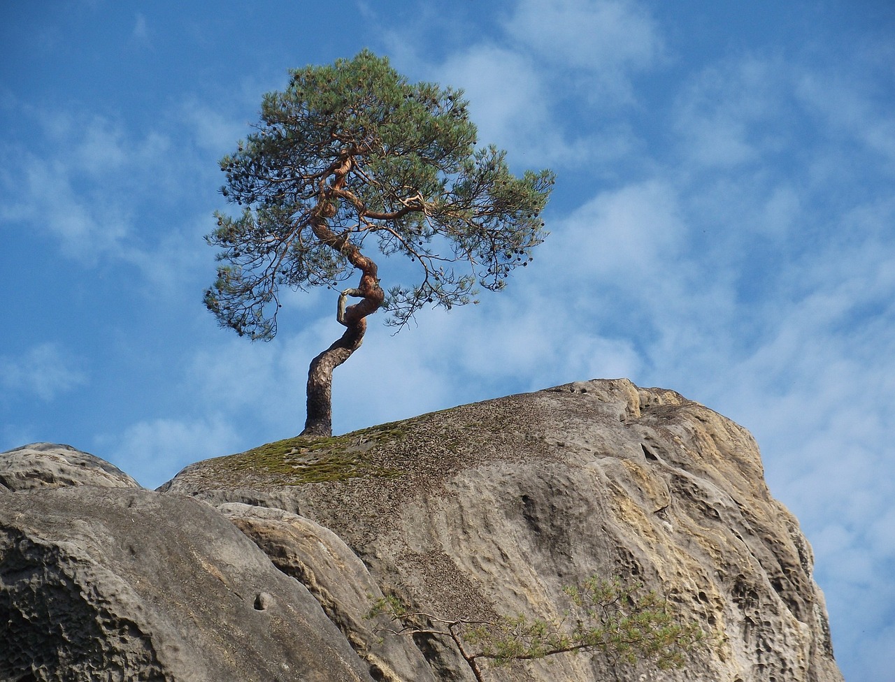 rock tree stone free photo