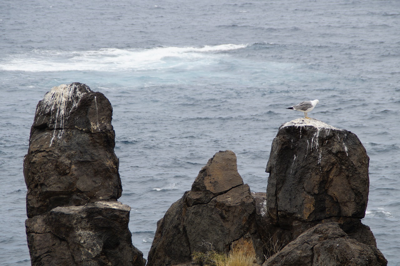 rock gulls rock gulls free photo