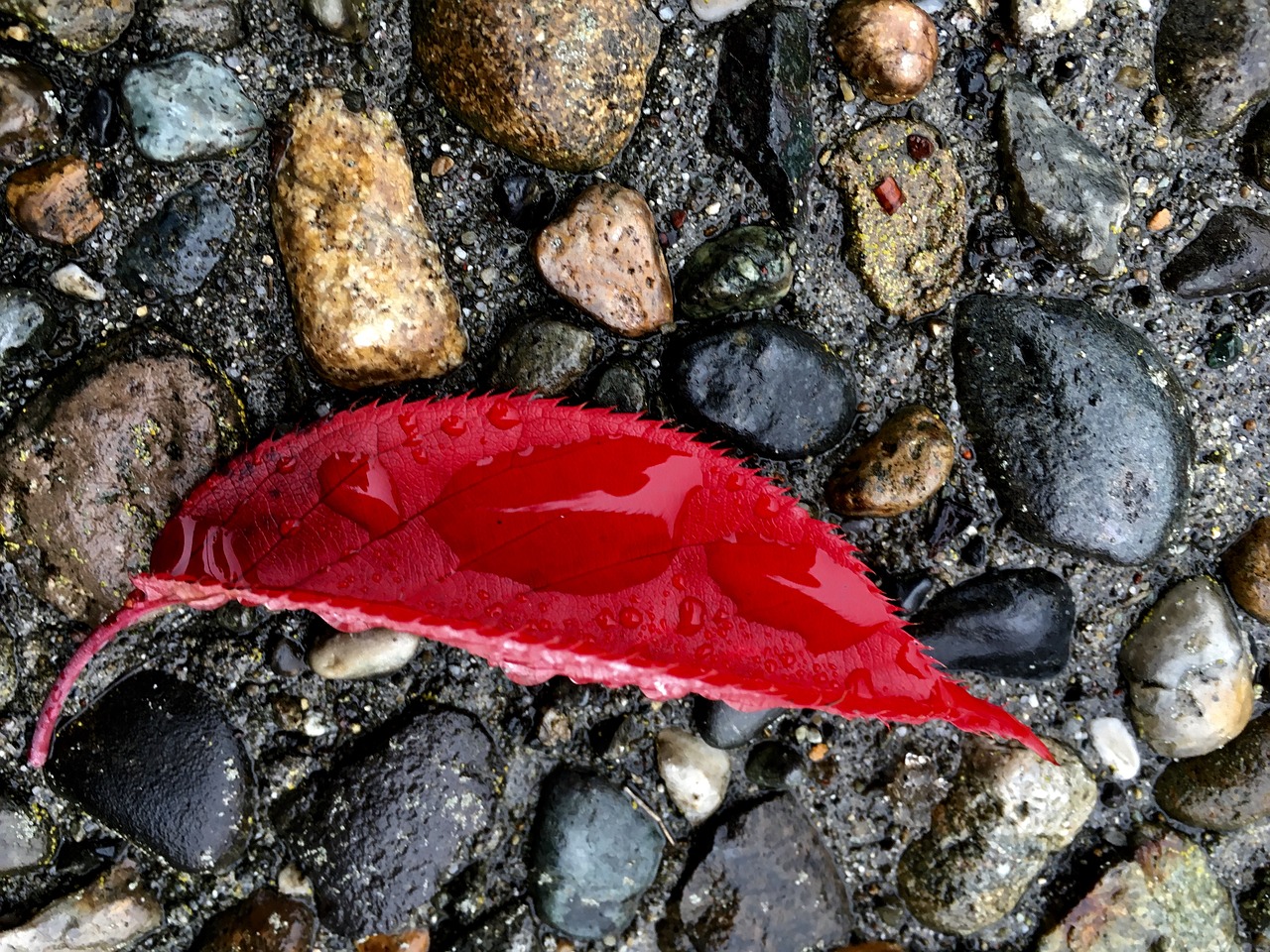 rock wet red free photo