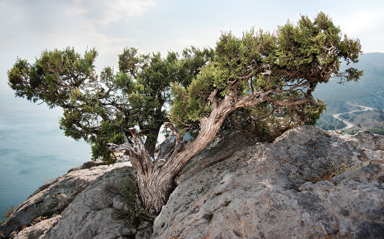 rock sea juniper free photo