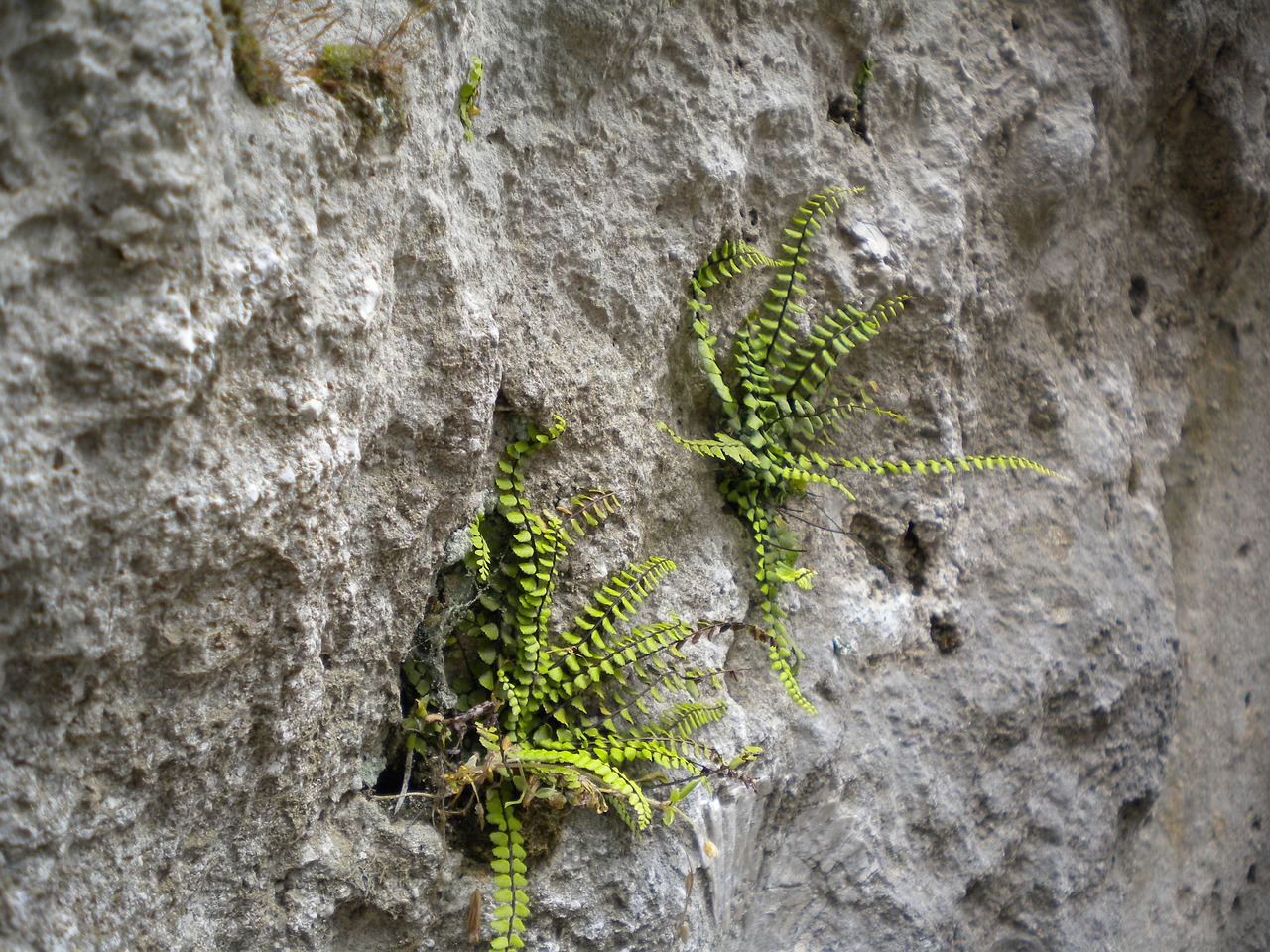 rock nature stone free photo