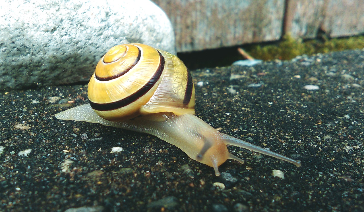 rock stone snail free photo