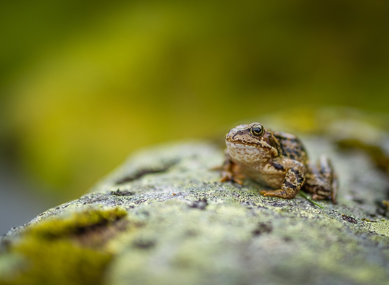 rock wood frog free photo