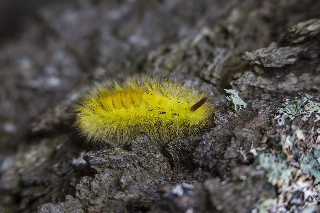 rock yellow worm free photo