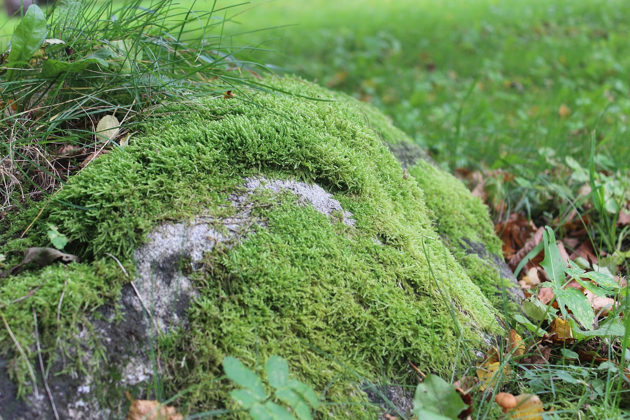 rock moss green free photo