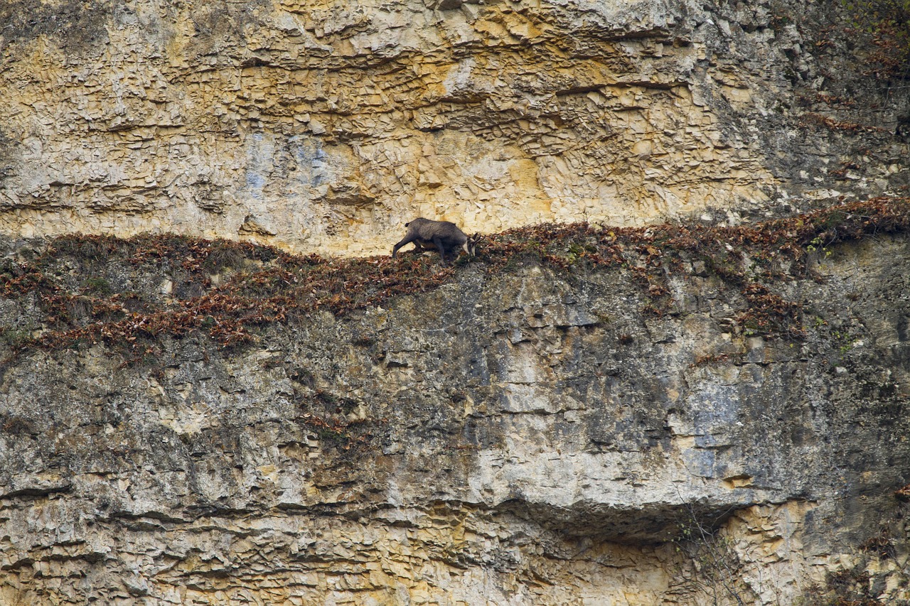 rock chamois climb free photo