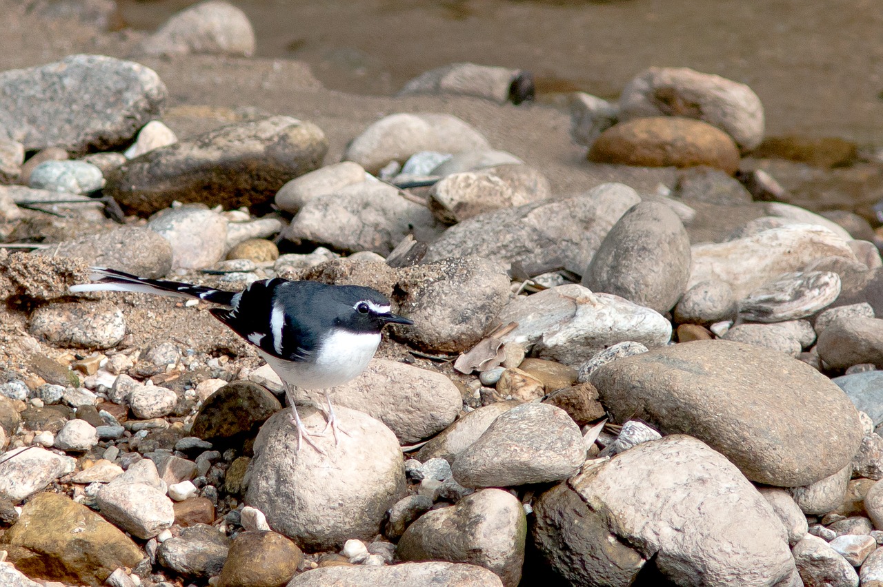 rock nature birds free photo