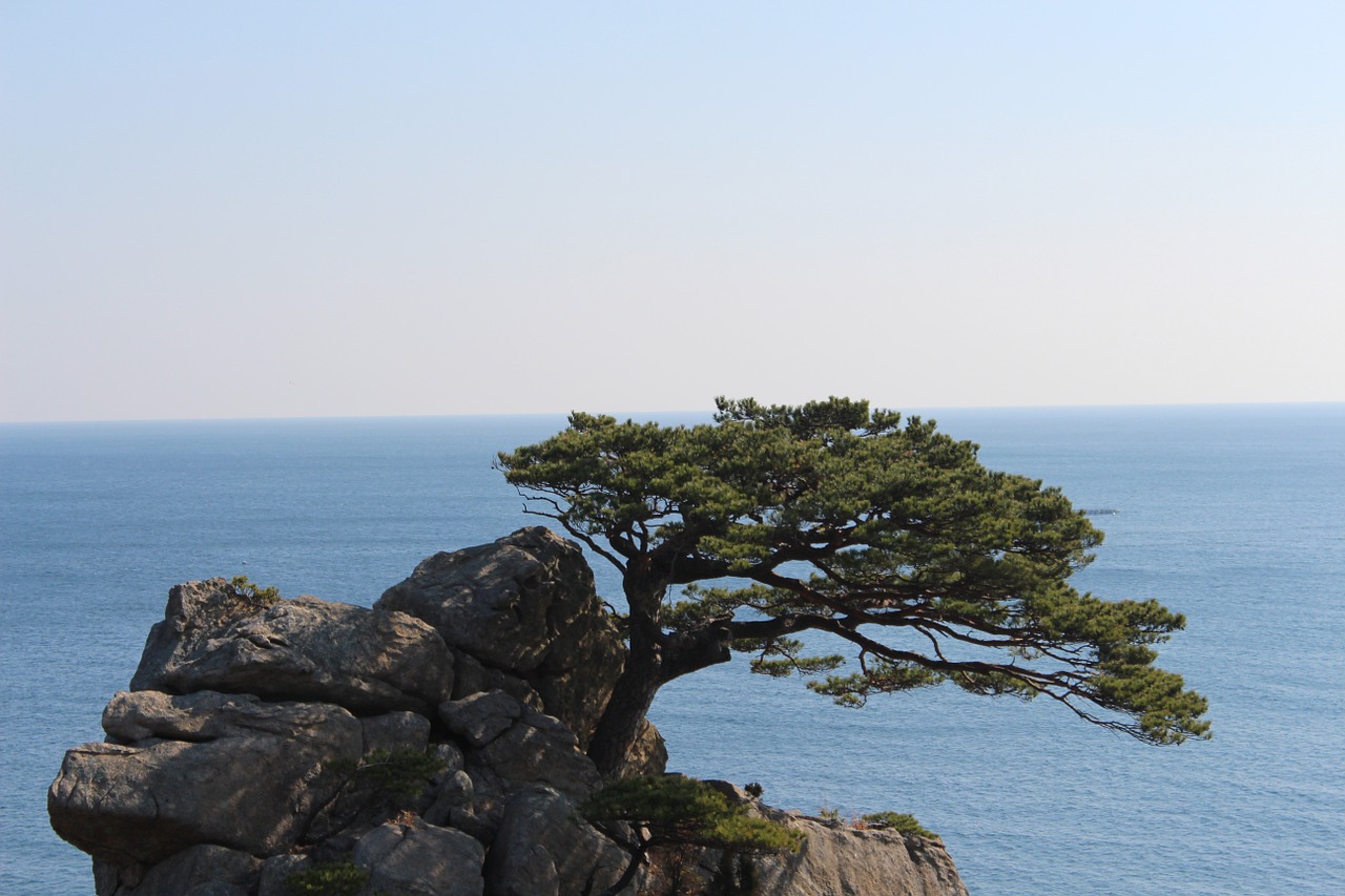 rock pine sea pines free photo