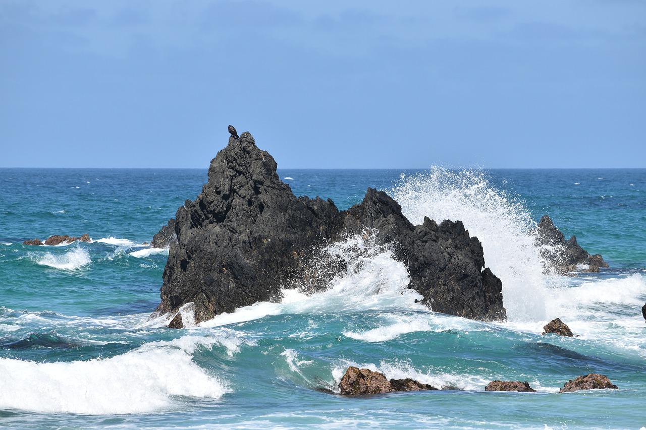 rock  waves  bird on a rock free photo