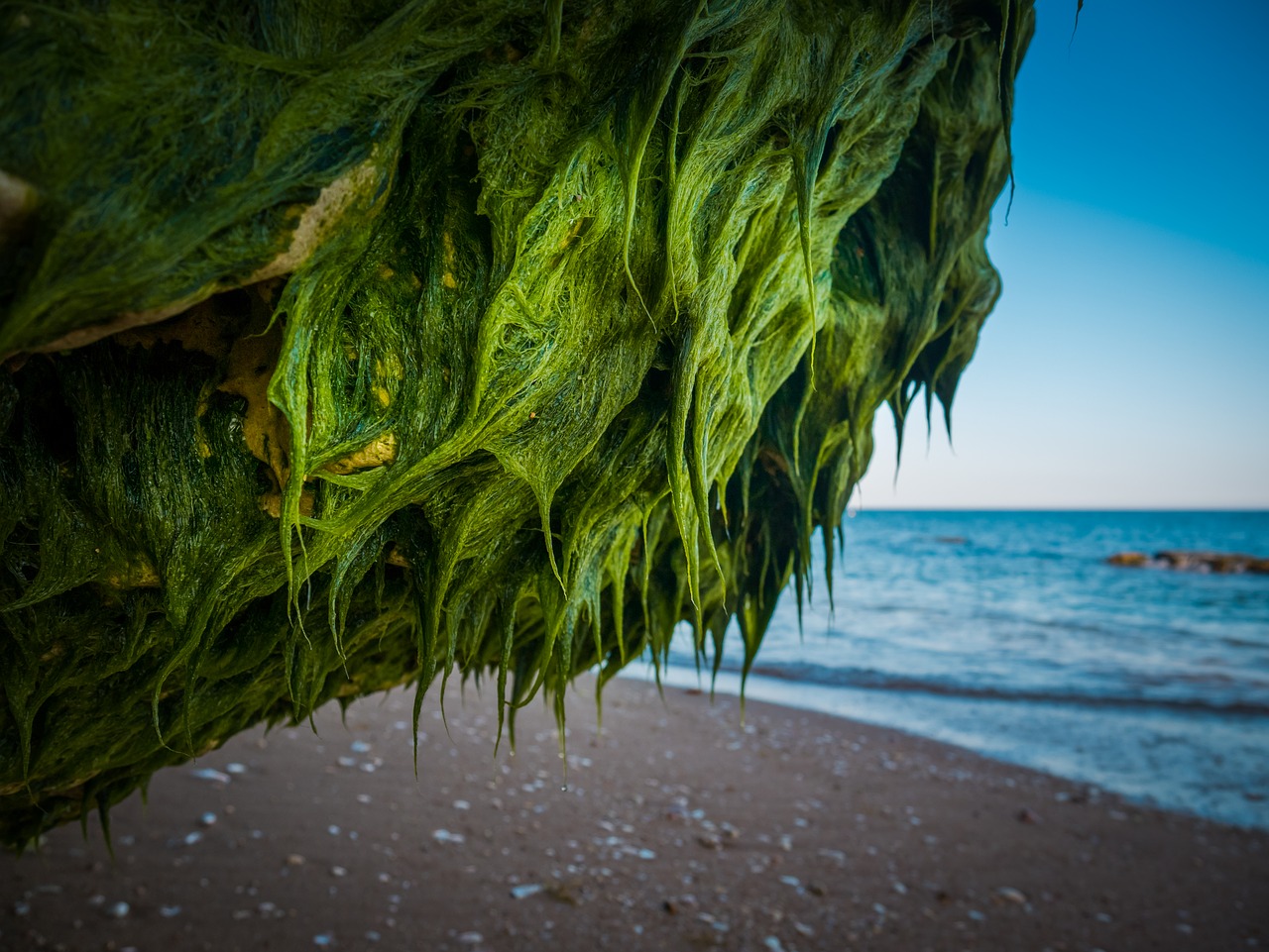 rock  seaweed  sea free photo