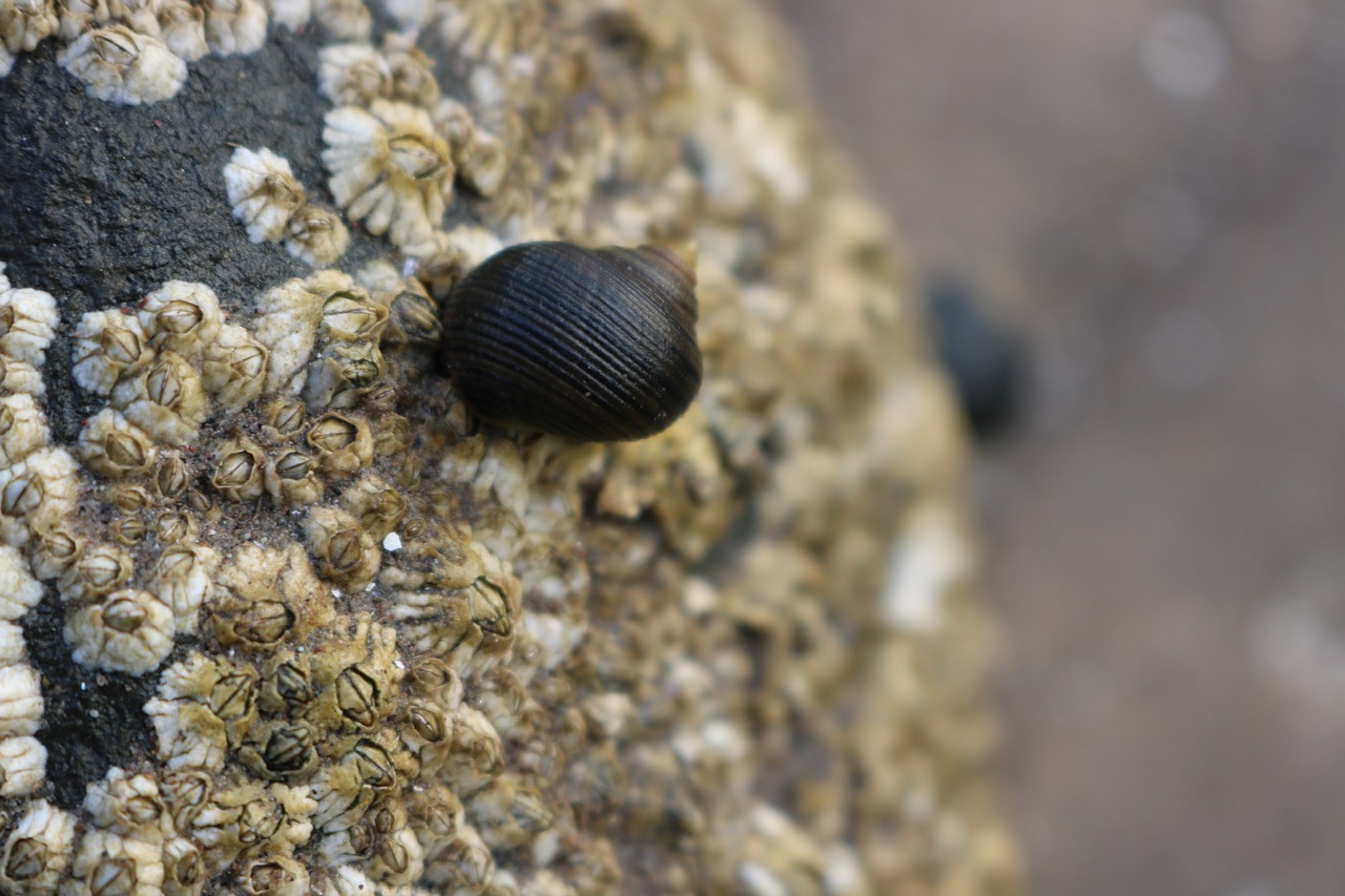 rock  snail  stone free photo
