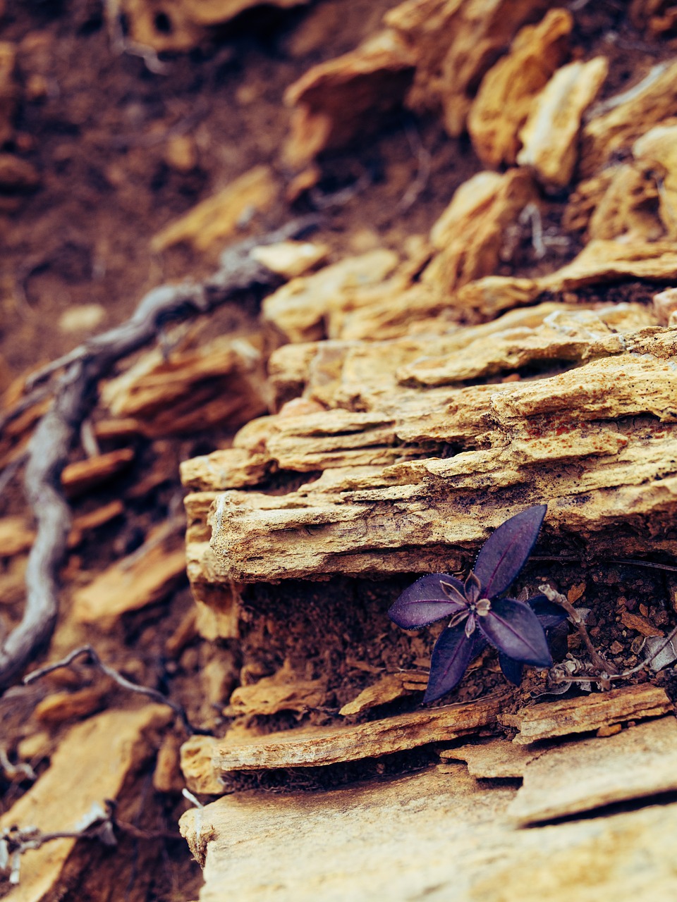 rock  flower  purple free photo