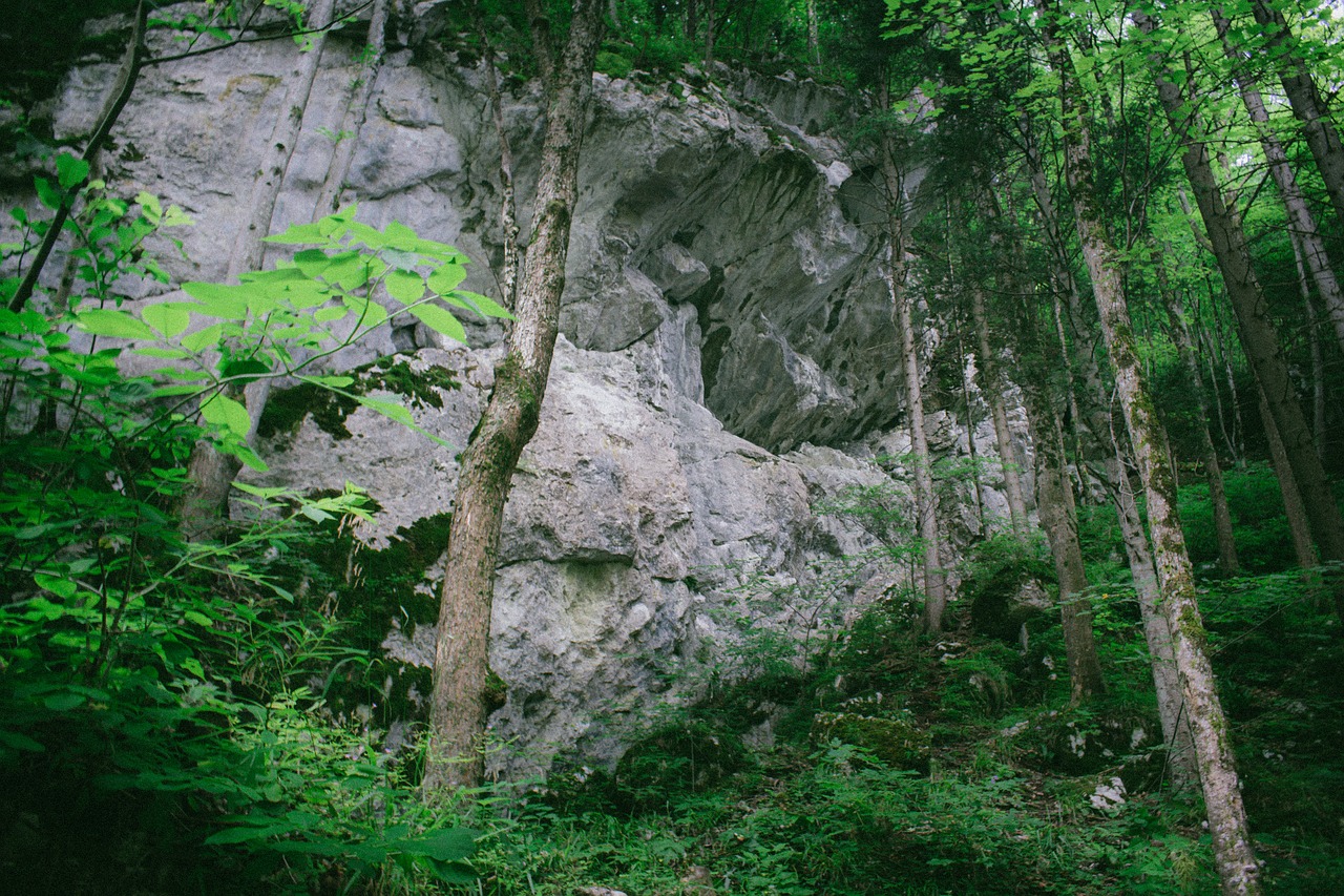 rock  jungle  forest free photo