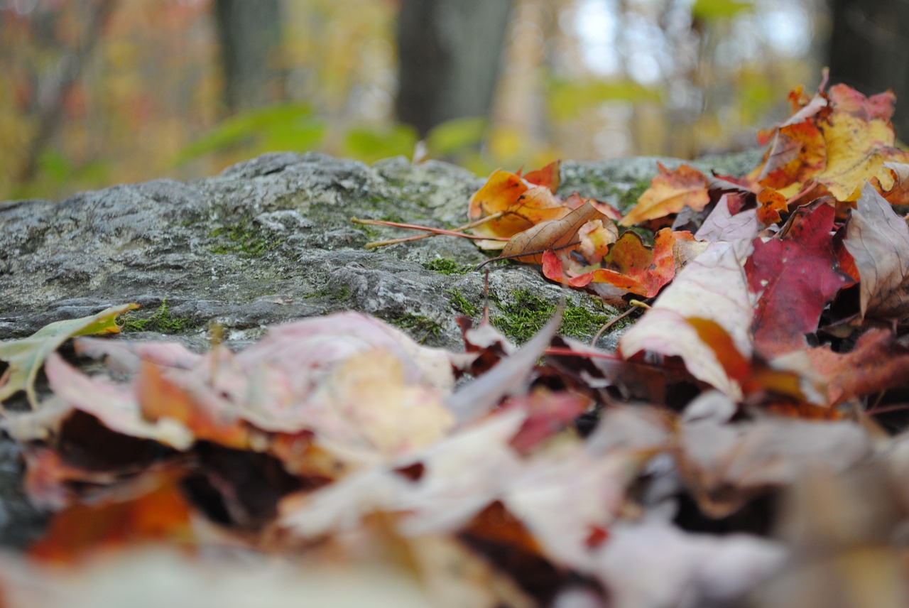 rock  leaves  trail free photo