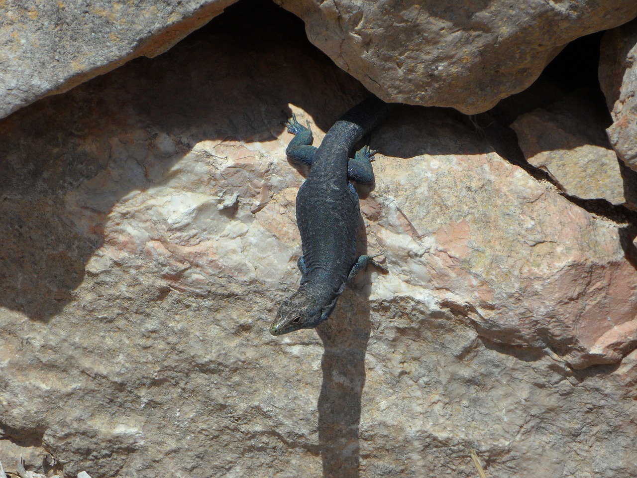 rock lizard reptile free photo