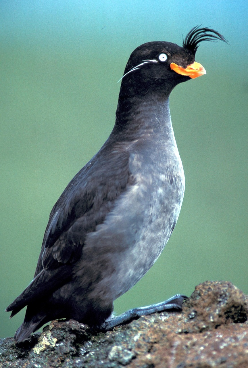 rock bird auklet free photo