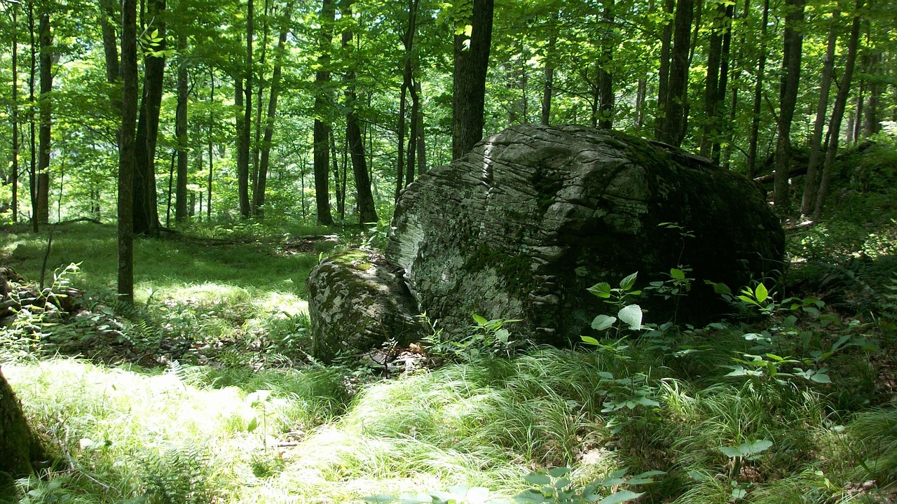 rock boulder forest free photo