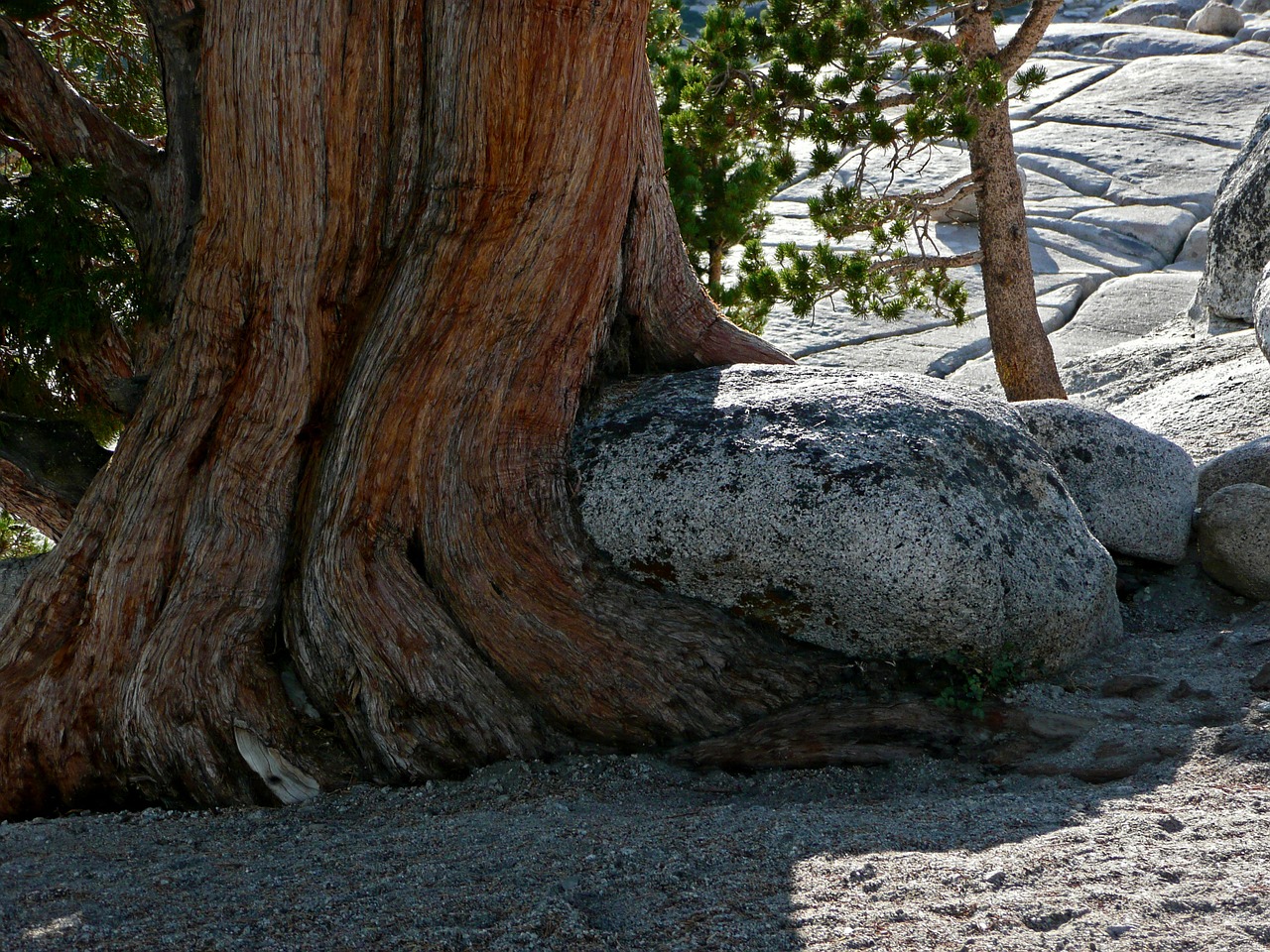 rock tree root free photo