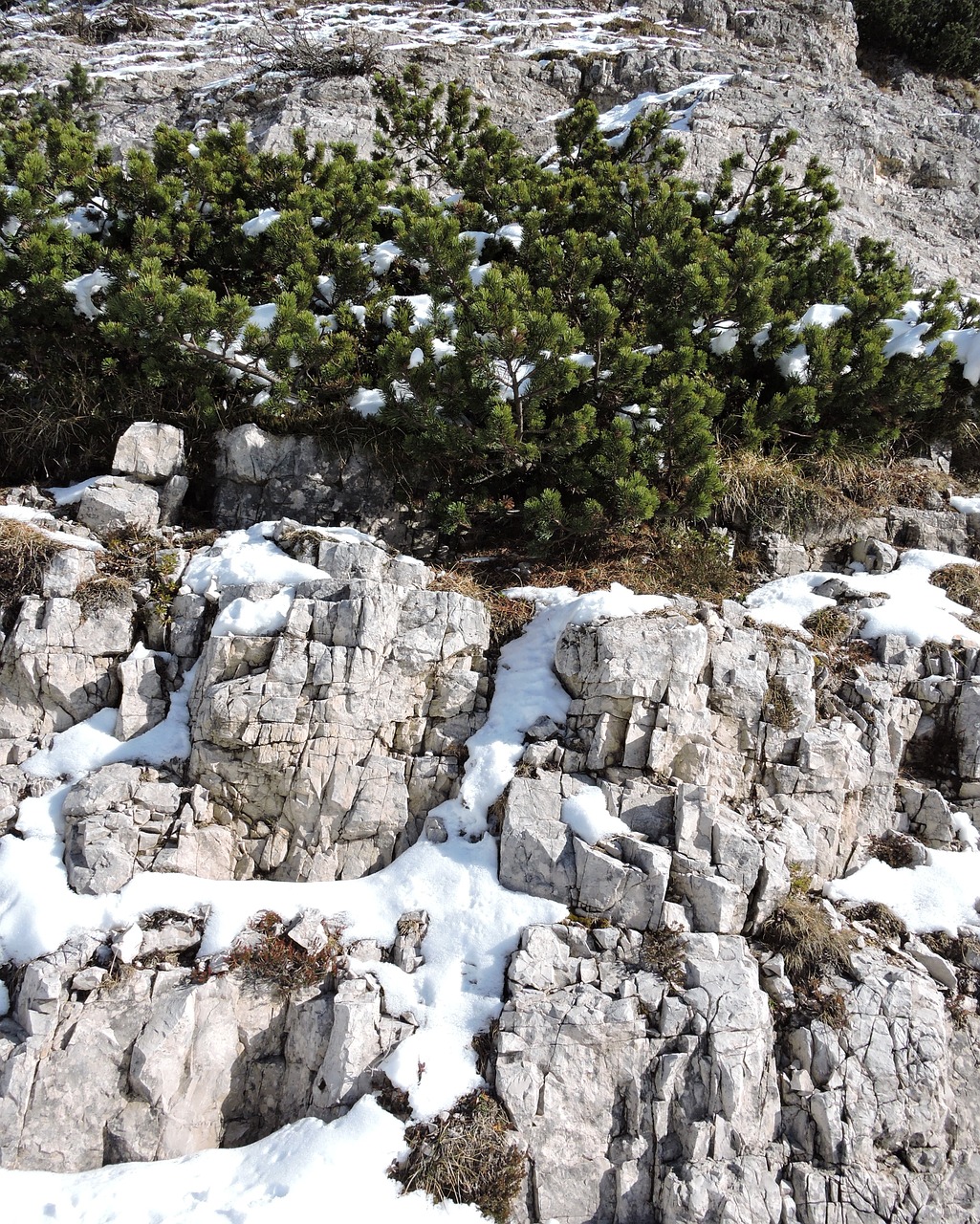 rock shrub snow free photo