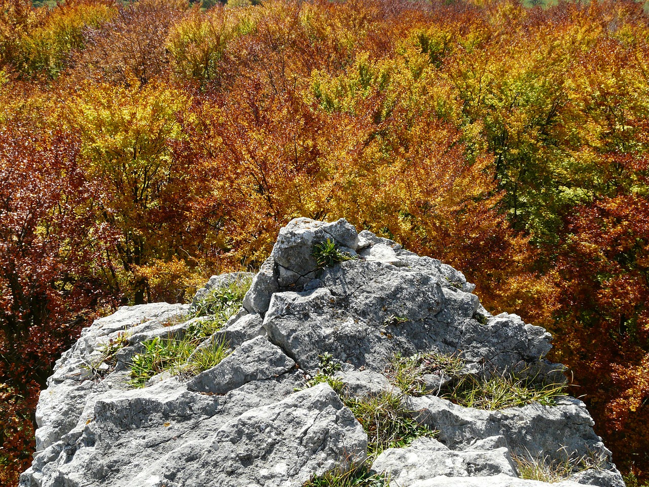 rock stone autumn forest free photo
