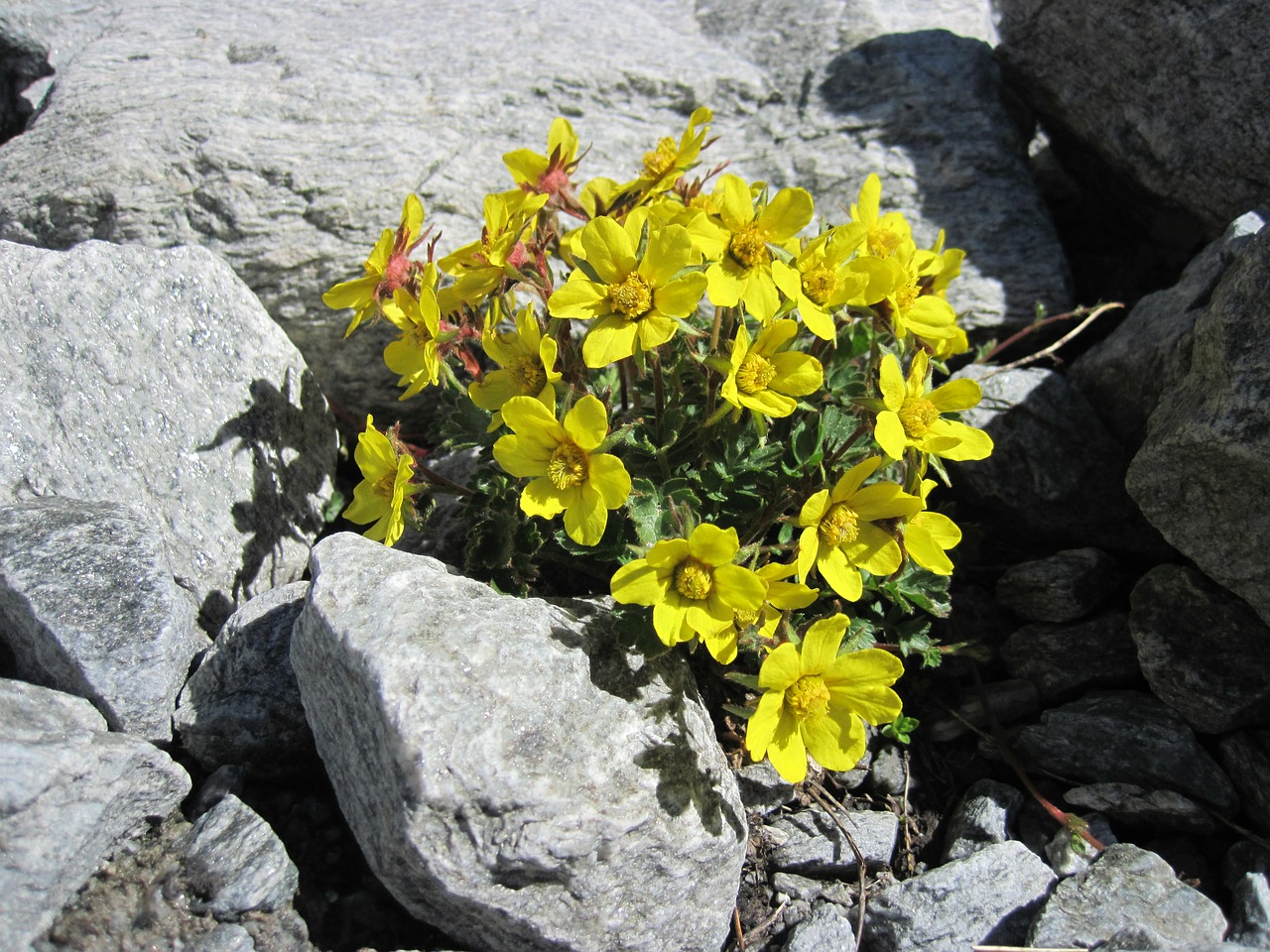 rock yellow flowers free photo