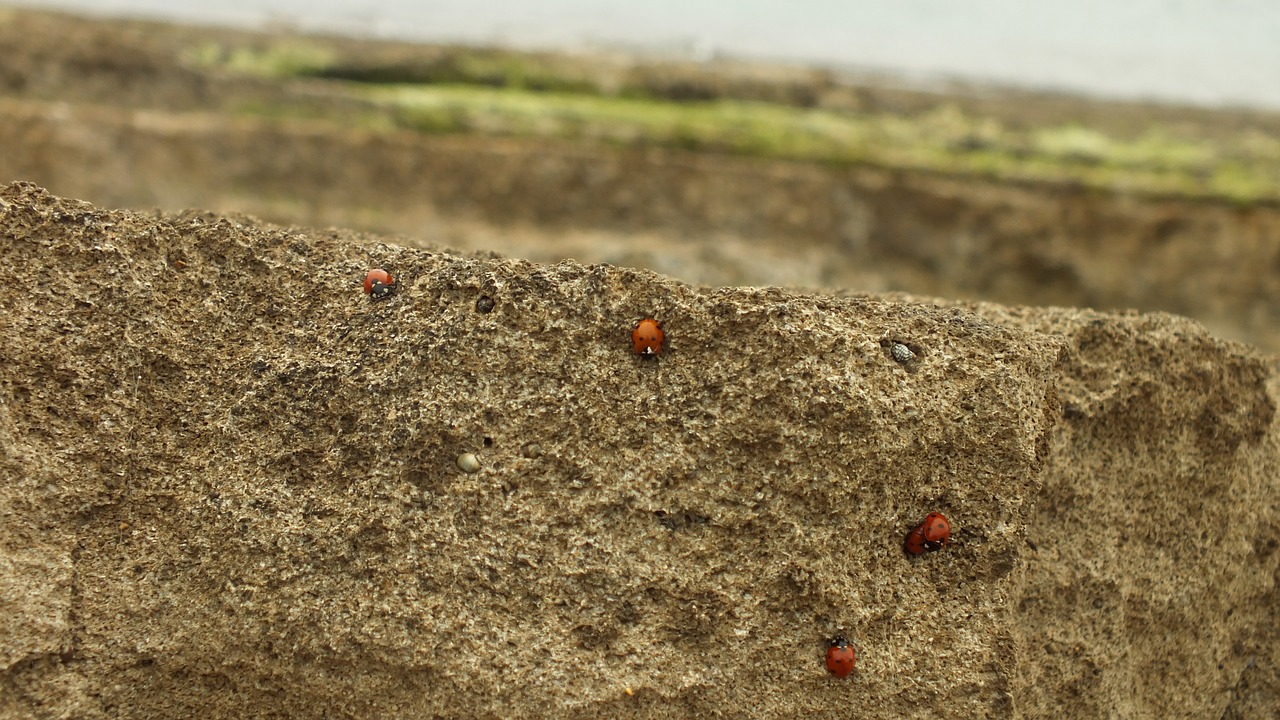 rock ladybug view free photo