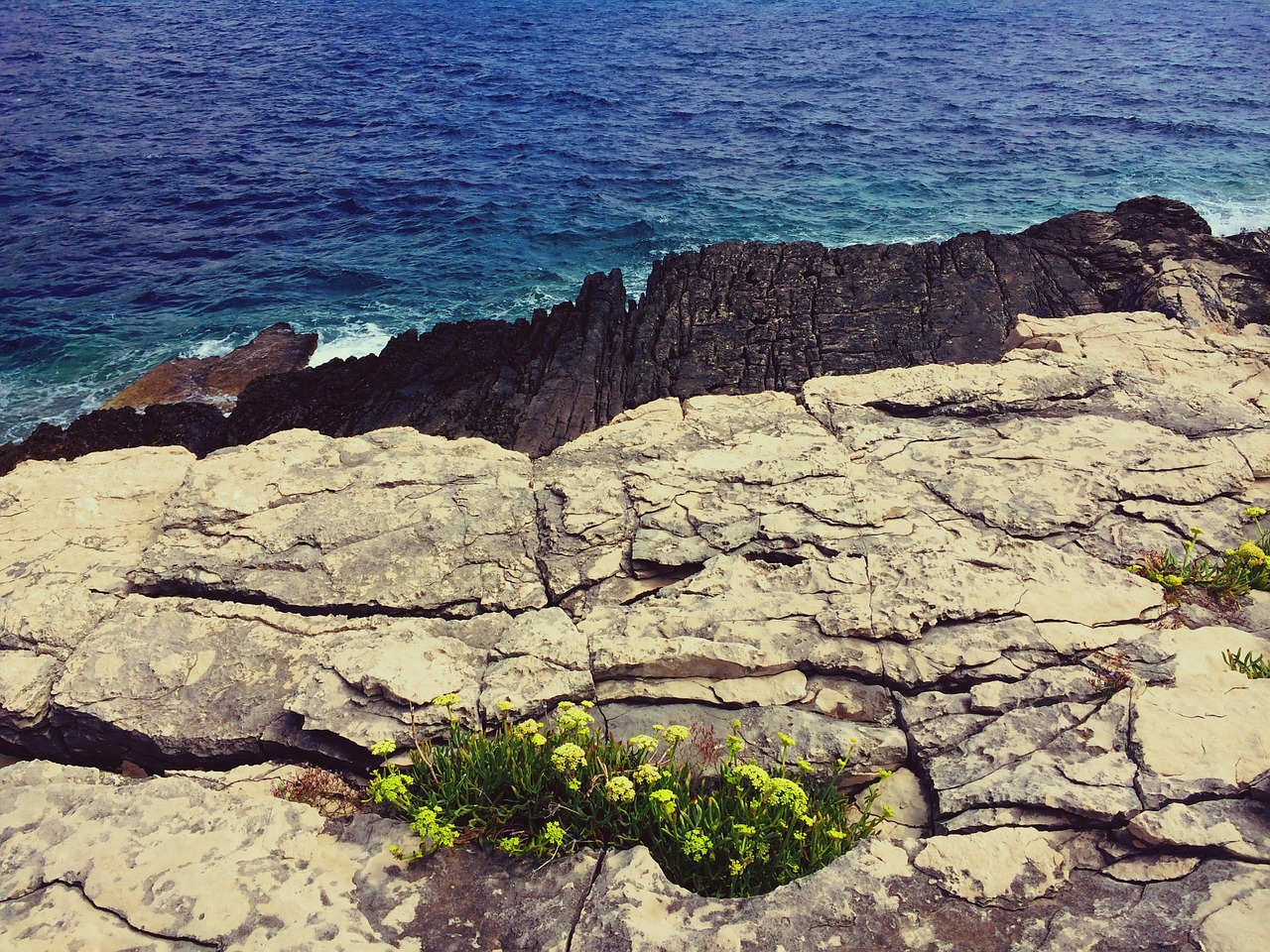 rock flower sea free photo