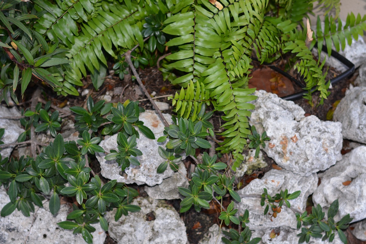 Rocked plants. Растение камень. Рока растение. Камни с растительностью. Цветок сквозь камни.