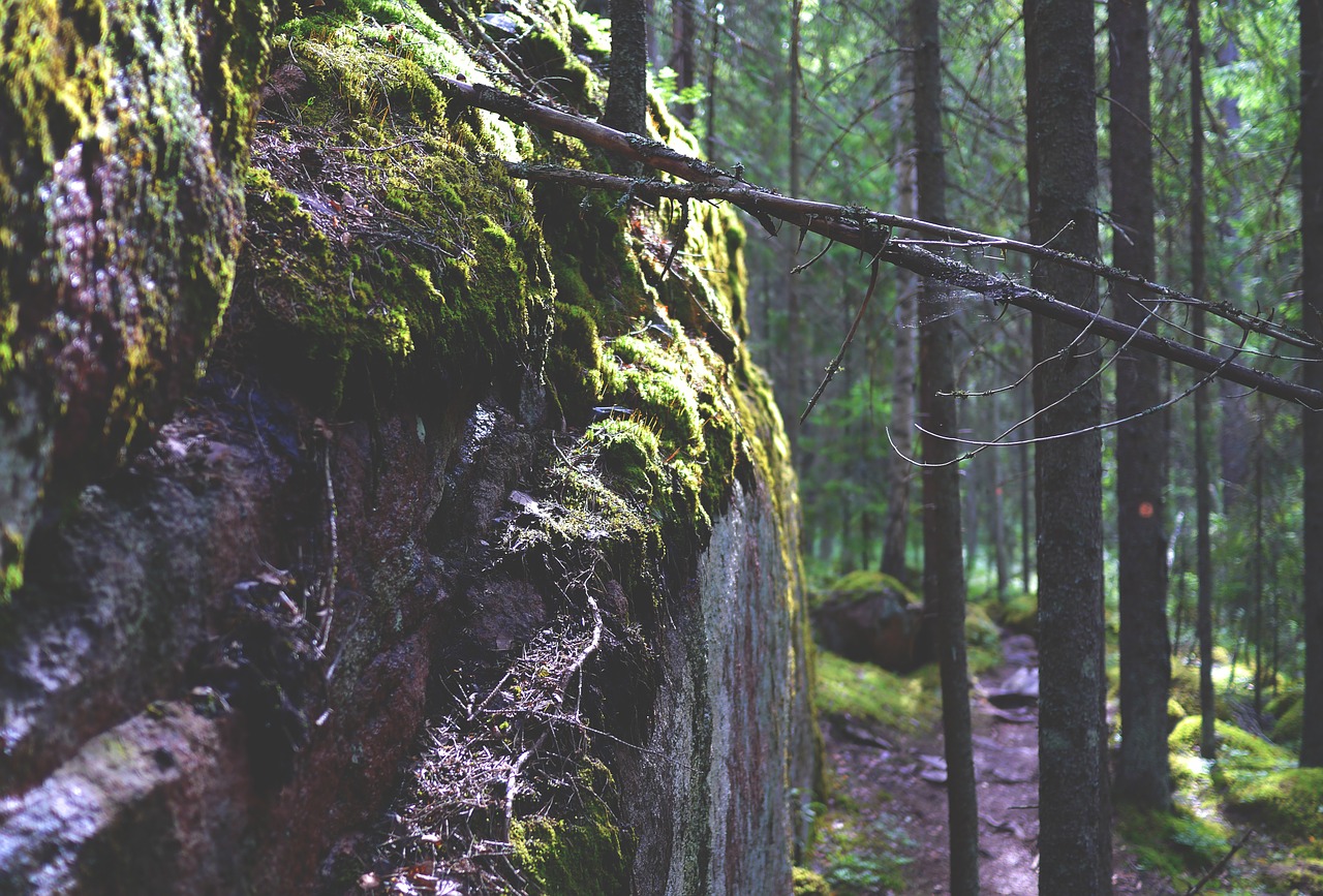 rock forest moss free photo