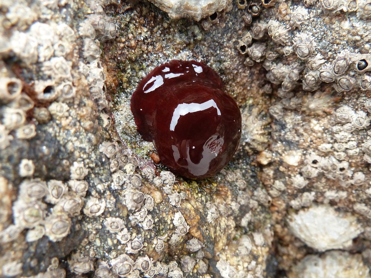 rock sea alga free photo